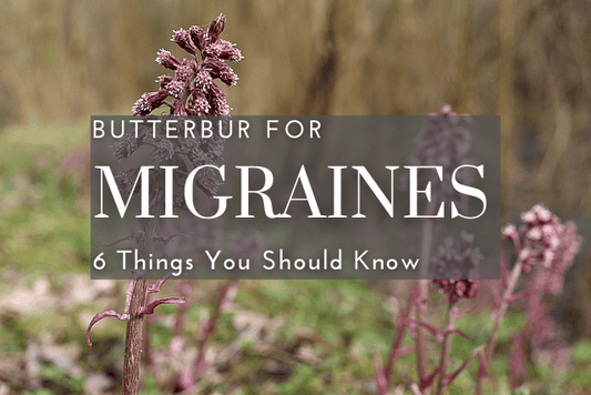 Butterbur Root (Petasites Hybribus) purple flower for migraine prevention