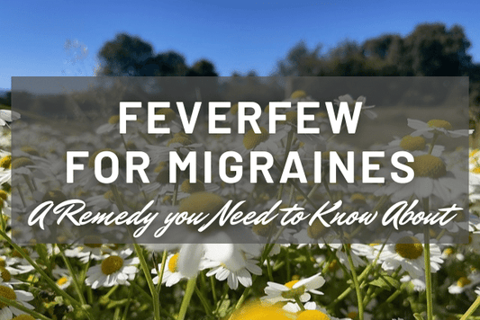 feverfew for migraines natural herb remedy for chronic migraine and headache prevention