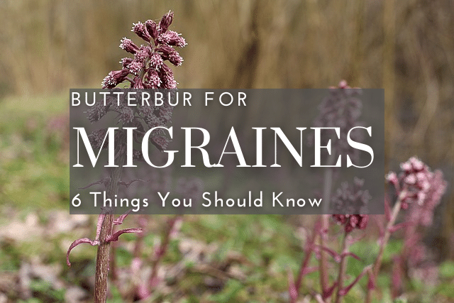 Butterbur Root (Petasites Hybribus) purple flower for migraine prevention 