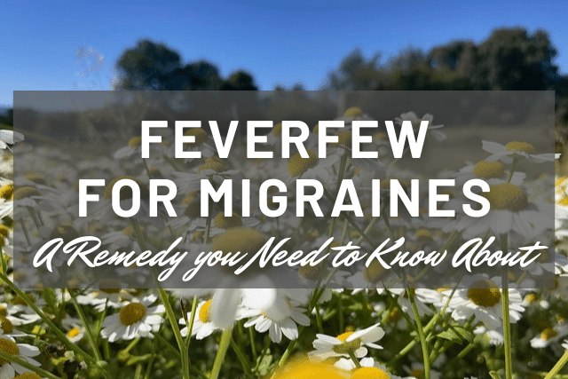 feverfew for migraines natural herb remedy for chronic migraine and headache prevention 
